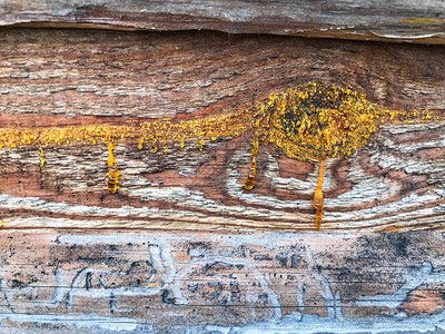 树上的树脂出来了橙色粘稠粘稠的云杉树脂树在哭生产木屋图片