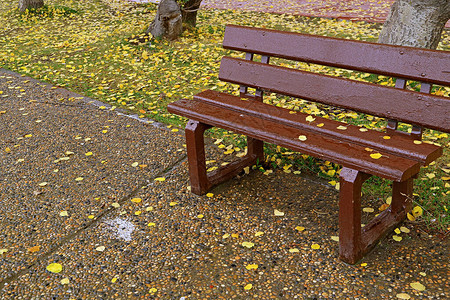 秋天公园里带雨滴的空木凳图片