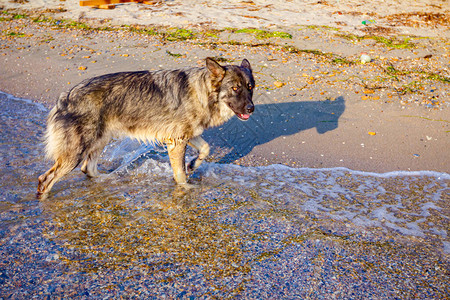 流浪狗正在浅海水中行走背景图片