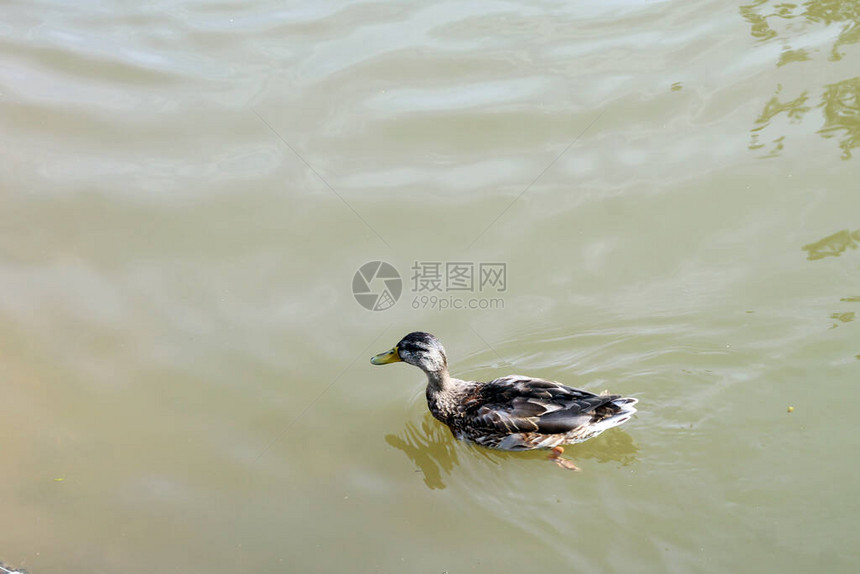 湖上的野鸭自然图片