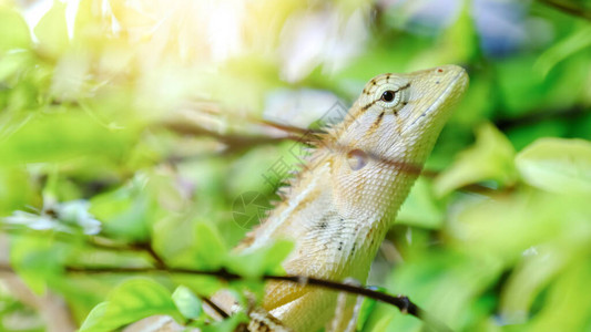 热带花园中具有绿色自然背景的树枝上的东方花园蜥蜴东方花园蜥图片