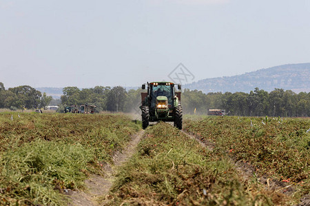 在农业领域的拖拉机在西红柿农业领图片