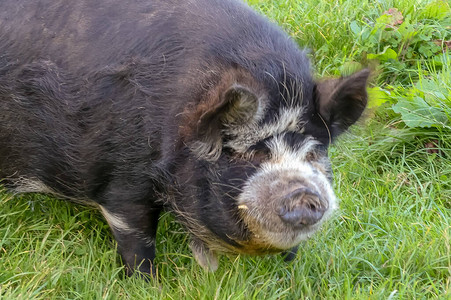 猪你节日快乐面对镜头的三色毛茸的Kunekune家猪Susscrofadomesticus原产于新西兰背景