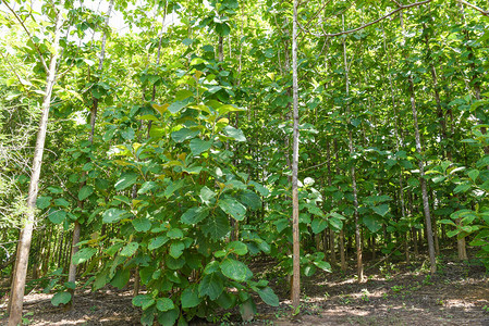 柚木树农业种植园柚木田间植物图片