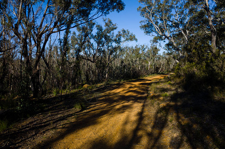 澳大利亚桉树林中的自然路径图片