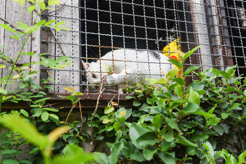 笼子窗口中的白猫玩图片