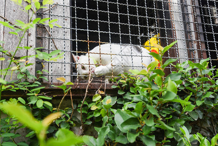 笼子窗口中的白猫玩图片