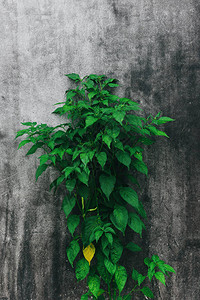 深色墙壁背景上的植物树辣椒树图片