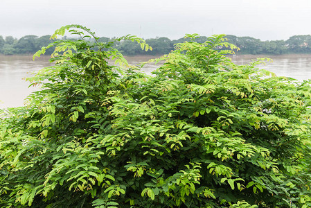 花园热带果园里罗望子树的绿叶图片