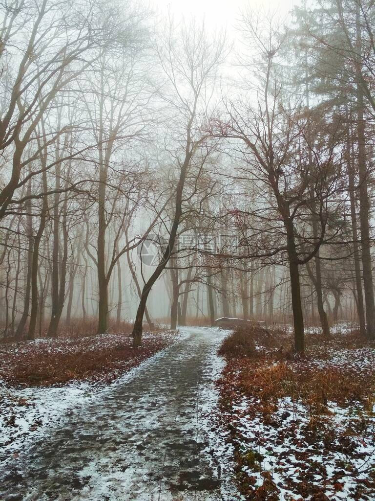 穿过魔法迷雾森林的小路图片