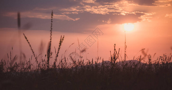 夏季金色日落背景的青草轮廓图片