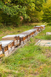 森林边缘的一排木制蜂箱供野蜂使用图片