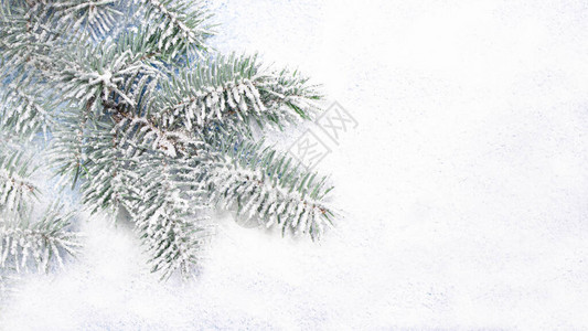 雪地里的云杉树枝图片