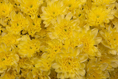 黄色菊花紧闭背景来自花朵图片