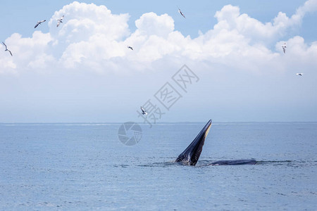 Bryde的鲸鱼图片