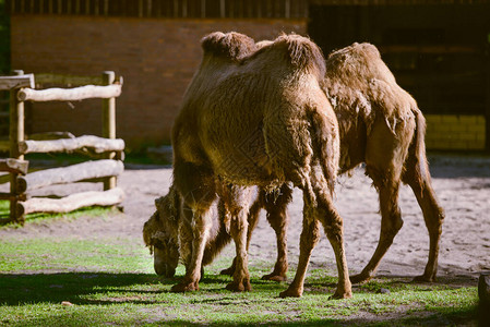 骆驼和小骆驼被带背景图片