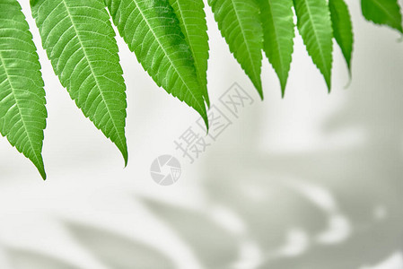 白色背景的叶片阴影和绿色植物图片
