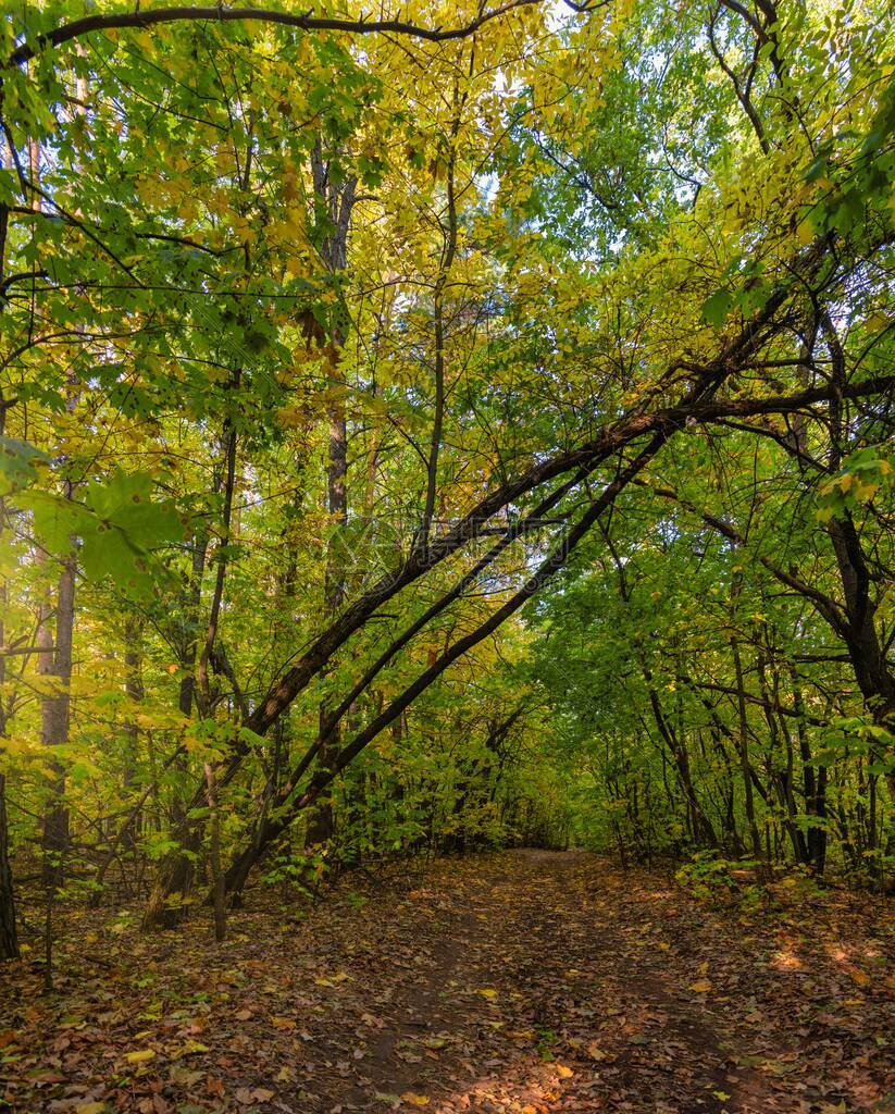 有落叶的林间小路图片