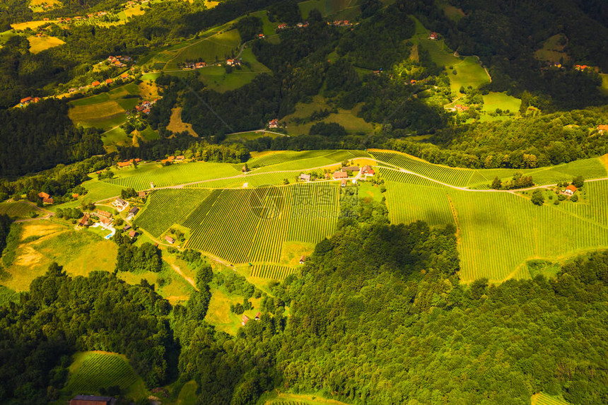 绿色山丘和葡萄园的空中景象图片