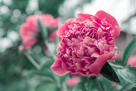 粉红色的花朵牡丹在花园里开花双粉红牡丹花芍药牡丹或普通花园牡丹特写镜头图片