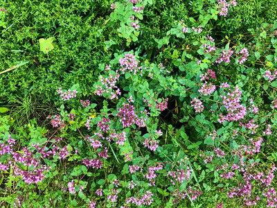 自然背景布什开着紫色的花鲜艳的小花长在绿色的树枝上花园护理图片