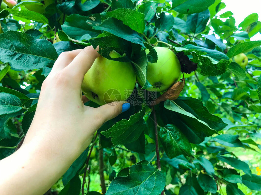 两个圆形成熟多汁的苹果挂在绿叶间的树枝上一个有着不同寻常的蓝色美甲的女孩伸手去摘苹果树的果实图片