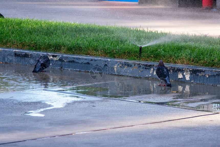 两只鸽子在大热天用工作中的洒水器喷水图片