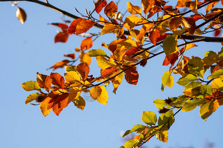 秋季彩色透明树叶的照片不列颠哥伦图片
