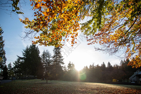 秋天的彩色透明树叶照亮灯光的照片图片