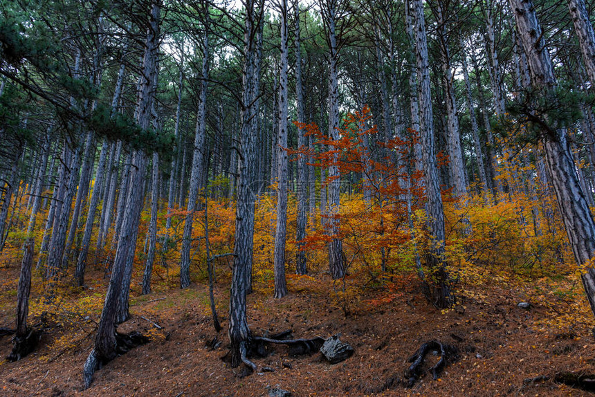 秋季混交林落叶和松树的森林黄色图片