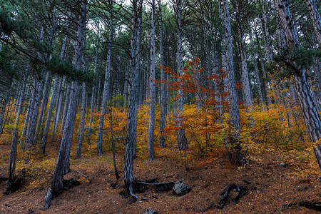 秋季混交林落叶和松树的森林黄色图片
