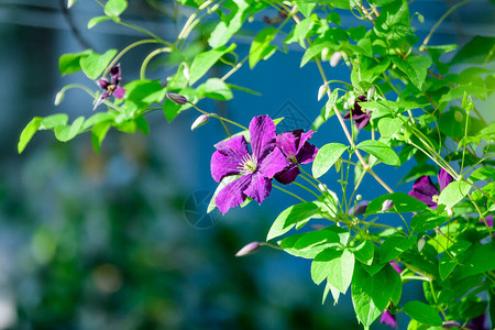 一朵精致的紫色铁线莲花图片