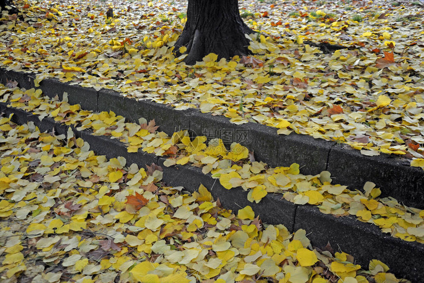 米兰小镇黄叶秋景图片