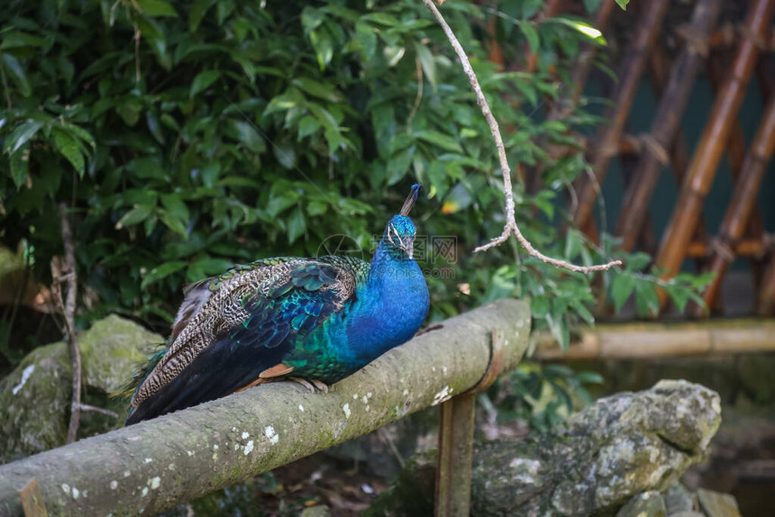 一只蓝色孔雀在偶氮动物园树枝上休息的孤立照片图片