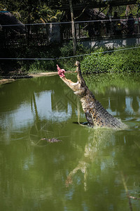 鳄鱼从水中跳出图片