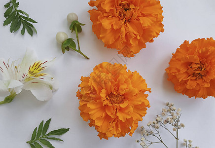 浅色背景中的橙色花朵图片