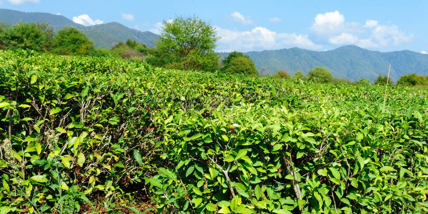 茶叶种植收成等自然现象茶图片
