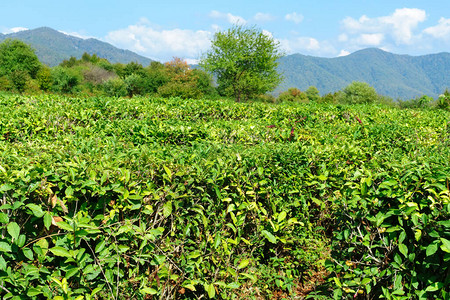 茶叶树上的绿茶叶静电摄像图片