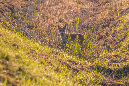 红狐在草地上打猎图片