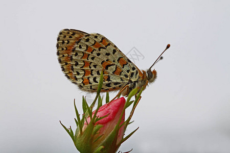 美丽的鹦鹉蝴蝶梅利塔图片