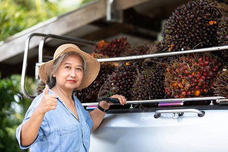 高级业主亚洲妇女在汽车卡上展示一束红棕榈种子图片