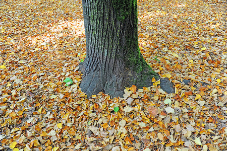 秋天从树上掉下来的彩叶图片