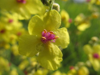 黄色花朵浓密的粗花茎图片