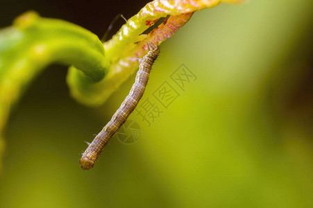 草地上植物上的小毛虫背景图片