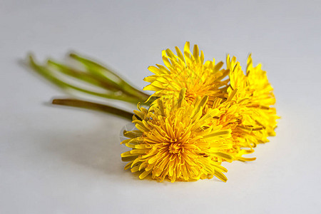 新鲜的花束朵上面有黄色花朵放图片