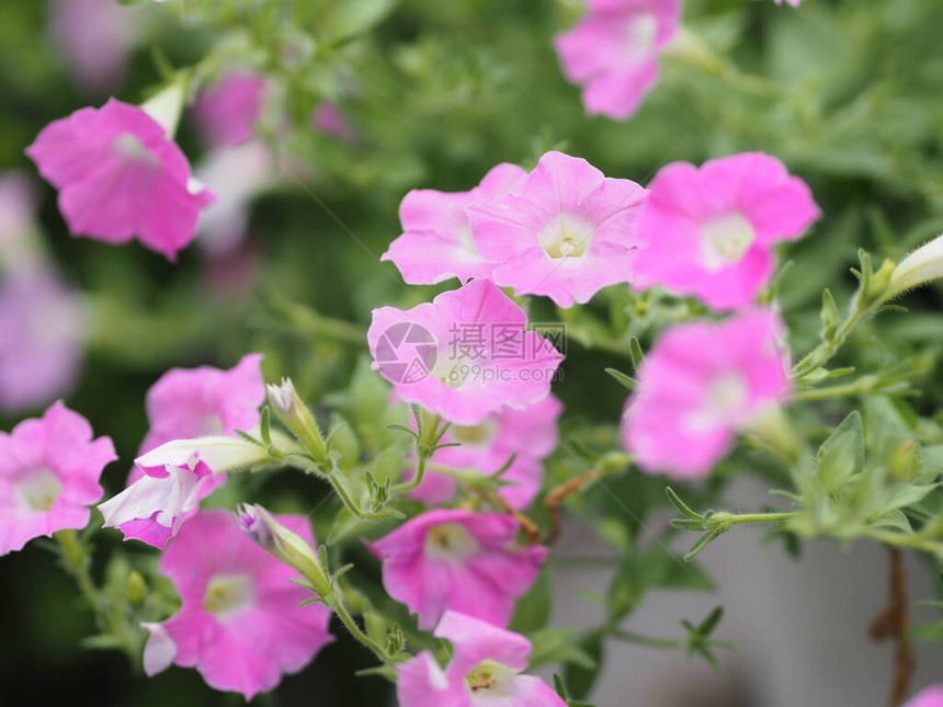 矮牵牛易波浪色粉红色花朵在花园中绽放图片