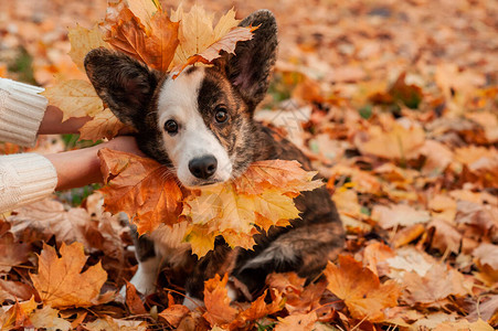 WelsCorgi狗在秋天背景下观看相机的特写肖像秋季树叶上的狗图片