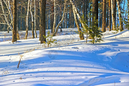 桦树与针叶树交织在一起的冬季森林图片
