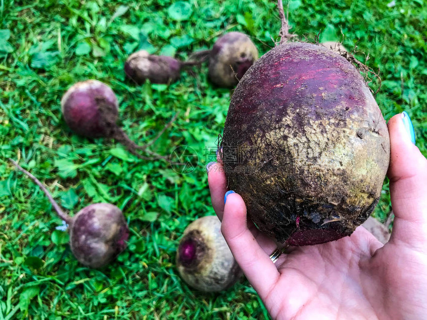 甜菜躺在草地上用于制备膳食品的蔬菜一个有着蓝色美甲的女孩的手掌上有一根大甜菜根图片