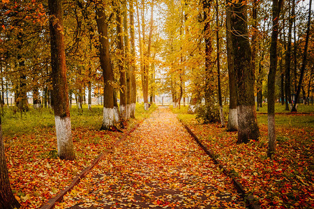 美丽的秋天公园阳光下黄树间的通道图片